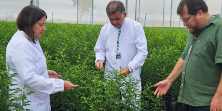 Agrodefesa orienta aquisição de mudas de citros apenas de viveiros cadastrados
