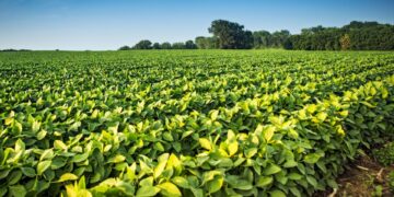 Safra 2024/2025 da soja na Bahia deve atingir novo recorde de produção