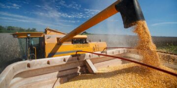 Colheita de milho para silagem avança com resultados satisfatórios