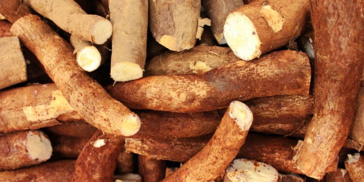 Colheita da mandioca é retomada parcialmente