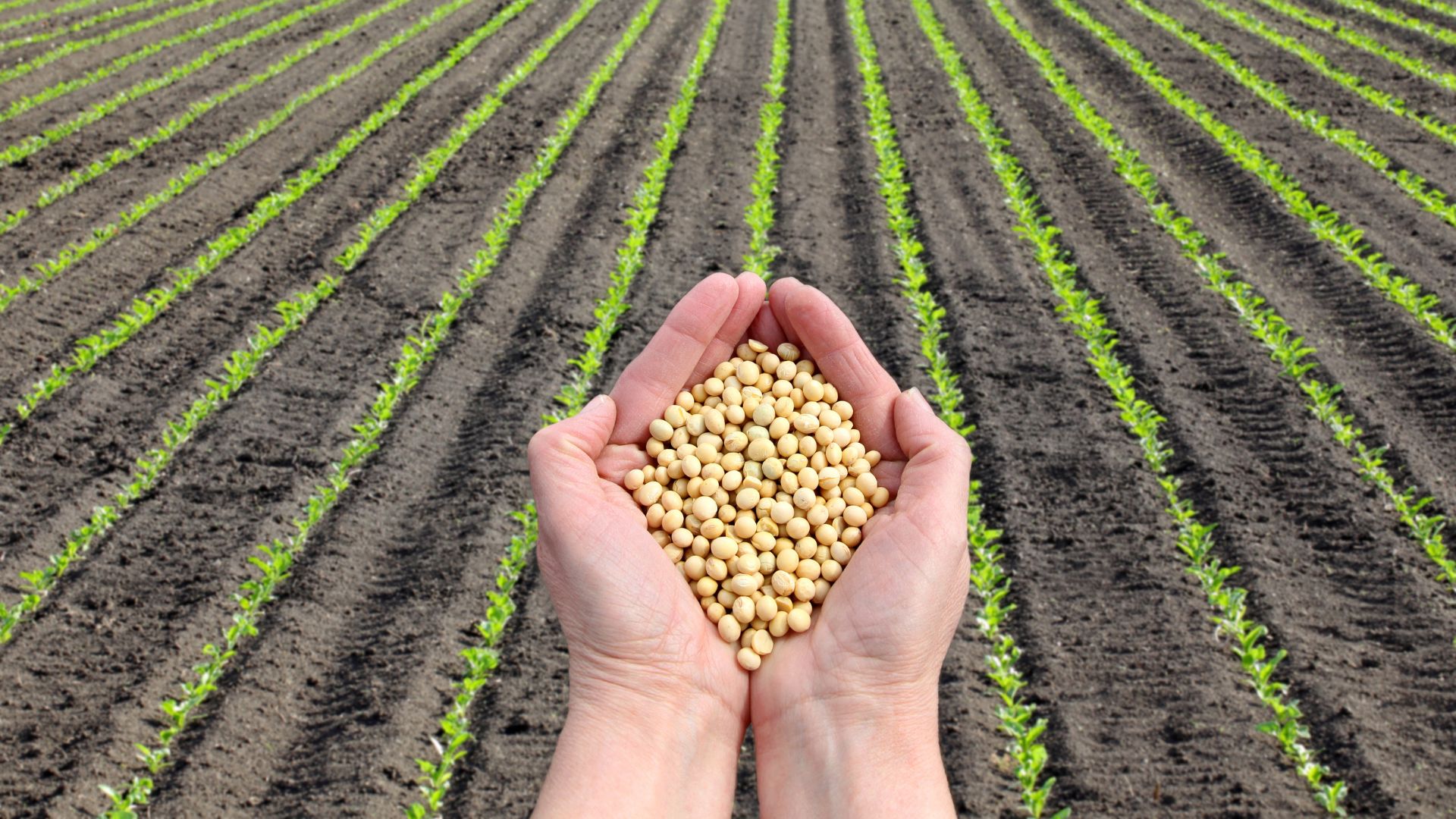 Colheita da soja começa na maioria da regiões produtoras do Brasil