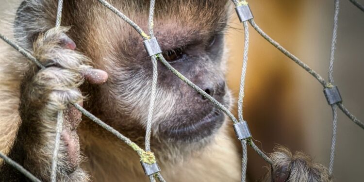 Projeto de Lei determina que manter animais permanentemente presos por correntes é crime