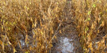 Chuvas intensas causam prejuízo e comprometem cultivo da soja e do milho