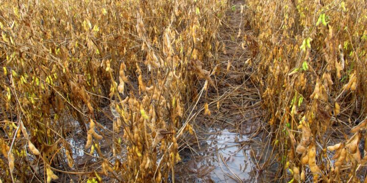 Chuvas intensas causam prejuízo e comprometem cultivo da soja e do milho