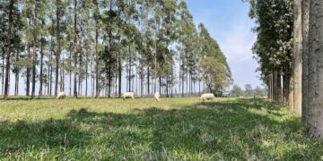 Em 2024, Embrapa Pecuária recebeu número expressivo de missões estrangeiras