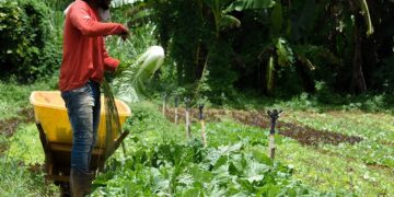 Programa Nacional de Crédito Fundiário tem novo teto para aquisição de imóveis rurais