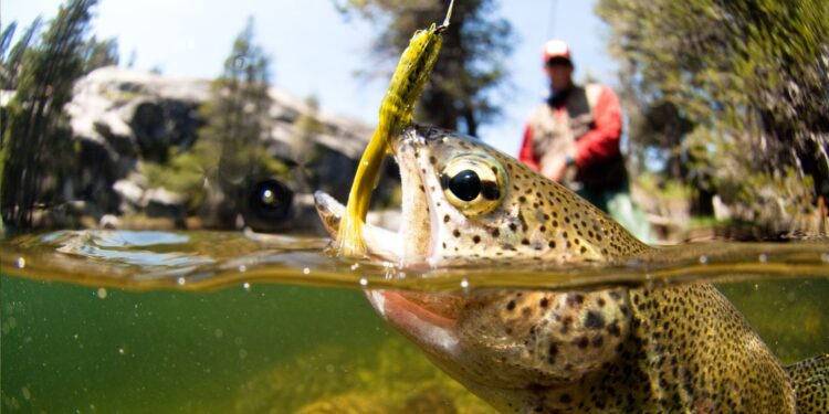 Amazonas, Pará e Amapá: Pescadores começam a receber pagamento de auxílio