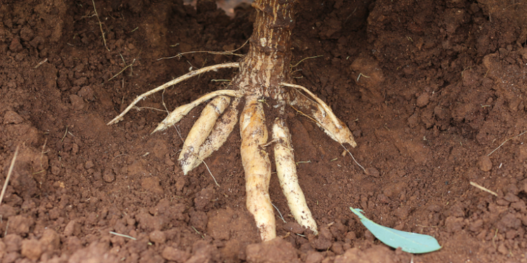 Mapa declara emergência devido ao risco de surto da praga quarentenária da mandioca