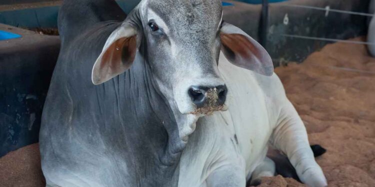 Maior oferta de fêmeas pressiona preços do boi gordo