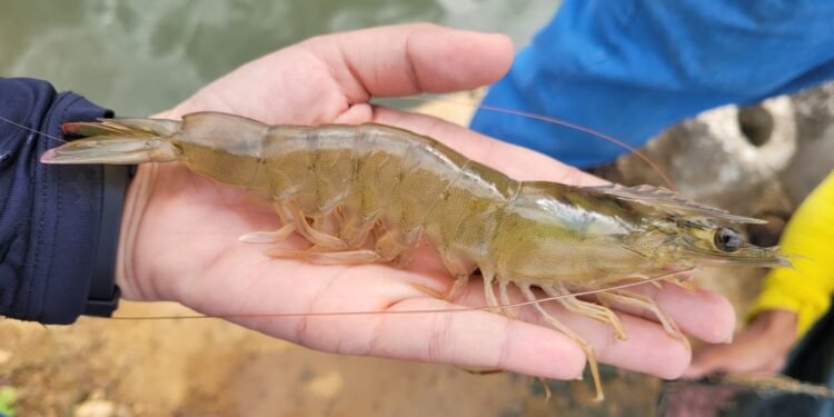Produtores do Ceará recebem capacitação para cultivo de camarões em viveiros