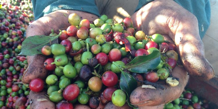 Exportações de café enfrentam entraves logísticos e acumulam prejuízos bilionários