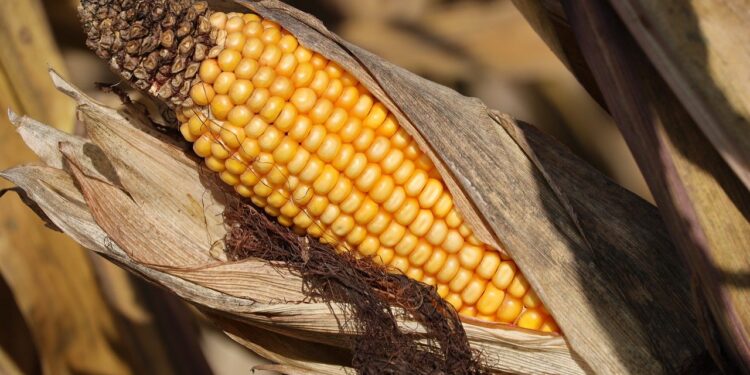 Preços do milho sobem com menor oferta e demanda aquecida