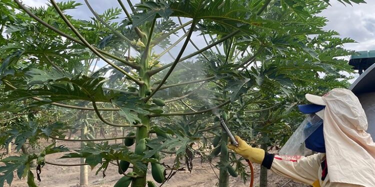 Embrapa e indústria desenvolvem protetor solar para plantas que reduz danos e melhora produtividade