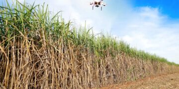 Mapa utiliza drones para fiscalizar áreas de cultivo de cana transgênica em São Paulo