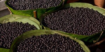 Fundo Amazônia destina R$ 39 milhões para impulsionar extrativismo sustentável no Amazonas