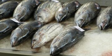 Brasil inicia rastreabilidade eletrônica de atum em parceria entre Embrapa e ICMBio