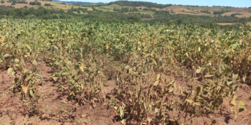 Municípios do Rio Grande do Sul têm situação de emergência por estiagem reconhecida