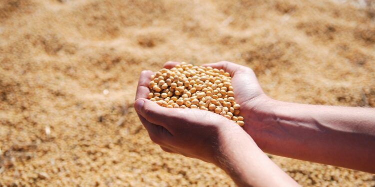 ILPF marca protagonismo da Embrapa Cerrado nos sistemas integrados de produção