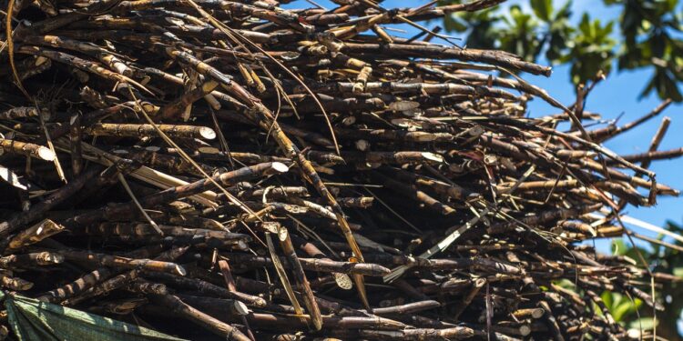 Safra de cana-de-açúcar 2024/25 fecha em queda, mas mantém patamar elevado de produção e diversificação de subprodutos