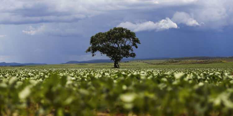 Nova Lei Geral do Licenciamento Ambiental avança no Senado com apoio do agro e mira destravar investimentos no Brasil