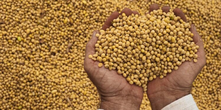 Exportações brasileiras de soja seguem firmes em maio, mas embarques de farelo e milho recuam