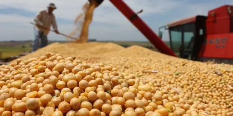 CMN autoriza prorrogação de dívidas para produtores rurais do RS afetados pela estiagem