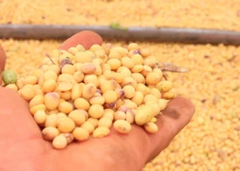 Bahia encerra safra de soja com recorde histórico e reafirma protagonismo no agro nacional