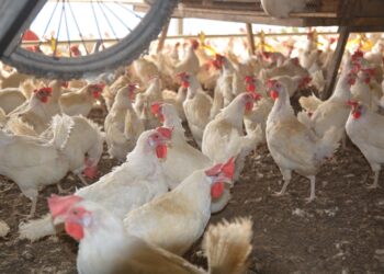 Brasil confirma primeiro foco de gripe aviária em aves comerciais; Mapa reforça medidas de contenção e tranquiliza consumidores