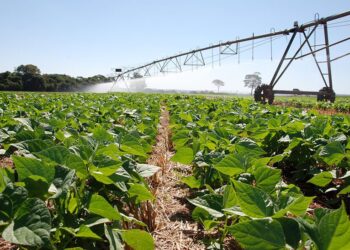 Agropecuária cresce 12,2% no 1º trimestre de 2025 e lidera avanço do PIB