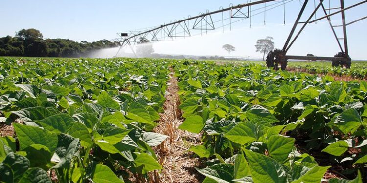 Agropecuária cresce 12,2% no 1º trimestre de 2025 e lidera avanço do PIB