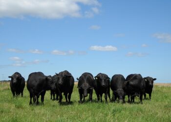 Embrapa abre processo seletivo para produção de linhagens diferenciadas da raça Brangus