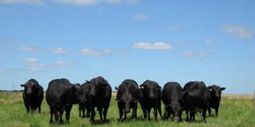 Embrapa abre processo seletivo para produção de linhagens diferenciadas da raça Brangus