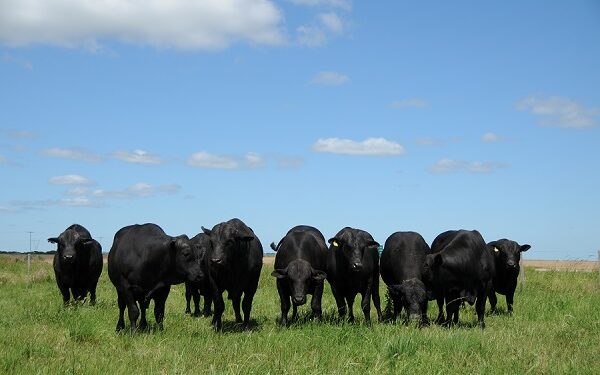 Embrapa abre processo seletivo para produção de linhagens diferenciadas da raça Brangus