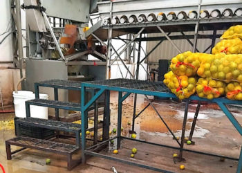 Fiscalização fecha fábricas de suco que atuavam clandestinamente em SP