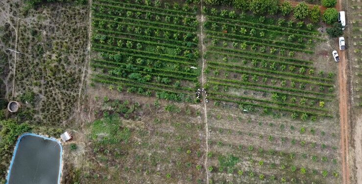 Codevasf lança aplicativo gratuito para manejo eficiente da irrigação no Nordeste goiano