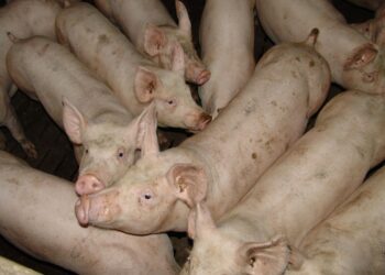 ABCS protocola contribuições para o Plano Safra 2025/2026 junto ao Mapa