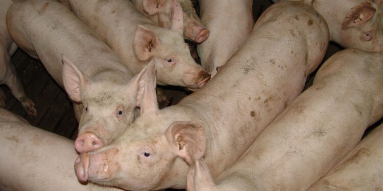 ABCS protocola contribuições para o Plano Safra 2025/2026 junto ao Mapa