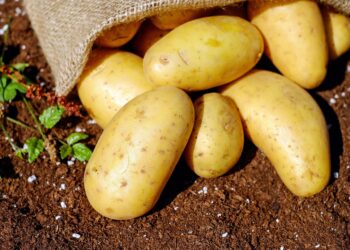 Zoneamento climático específico para batata impulsiona cultivo in natura e agroindustrial no Brasil