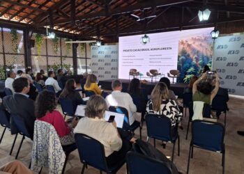 Brasil fortalece produção de cacau sustentável com sistemas agroflorestais e foco climático