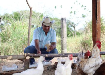 Santa Catarina segue livre de gripe aviária após novos resultados laboratoriais