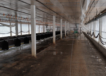 Brasil inicia vazio sanitário em Montenegro (RS) após contenção de foco de gripe aviária