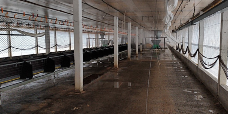 Brasil inicia vazio sanitário em Montenegro (RS) após contenção de foco de gripe aviária