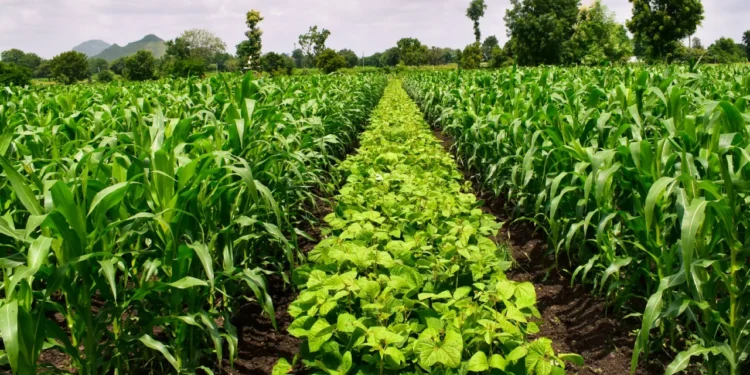 Mapa lança projeto-piloto com incentivo a boas práticas de manejo no seguro rural