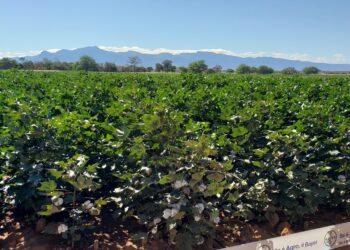 Tecnologia e capacitação impulsionam retomada da cotonicultura no norte de Minas
