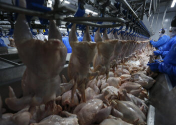 Queda nos preços amplia competitividade da carne de frango no mercado interno