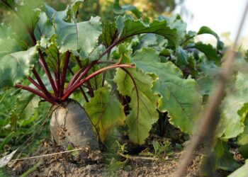 Mapa atualiza regras fitossanitárias para importação de sementes de beterraba do Chile
