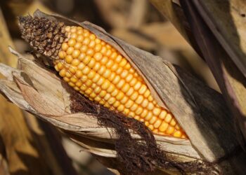 Preço do milho cai em diversas praças e Conab reforça abastecimento através do Provb