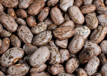 Qualidade do grão dita rumo dos preços do feijão no mercado nacional