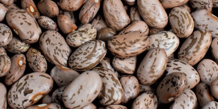 Qualidade do grão dita rumo dos preços do feijão no mercado nacional