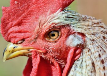 Mapa confirma novo foco de gripe aviária em aves de subsistência em Mato Grosso